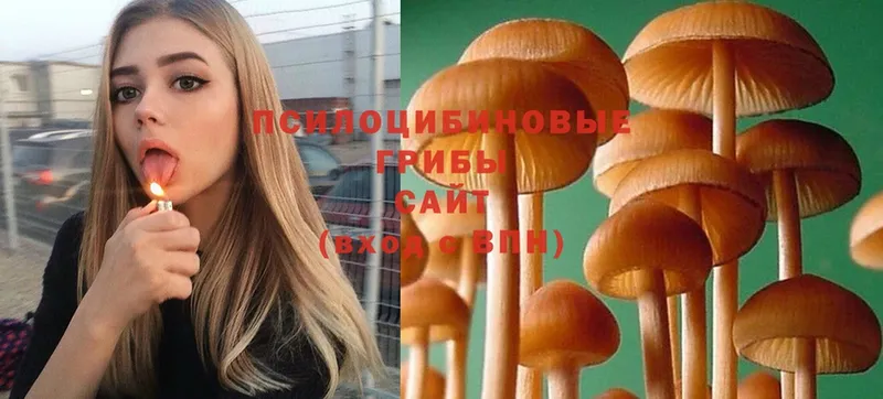 кракен маркетплейс  Власиха  Псилоцибиновые грибы Psilocybine cubensis 